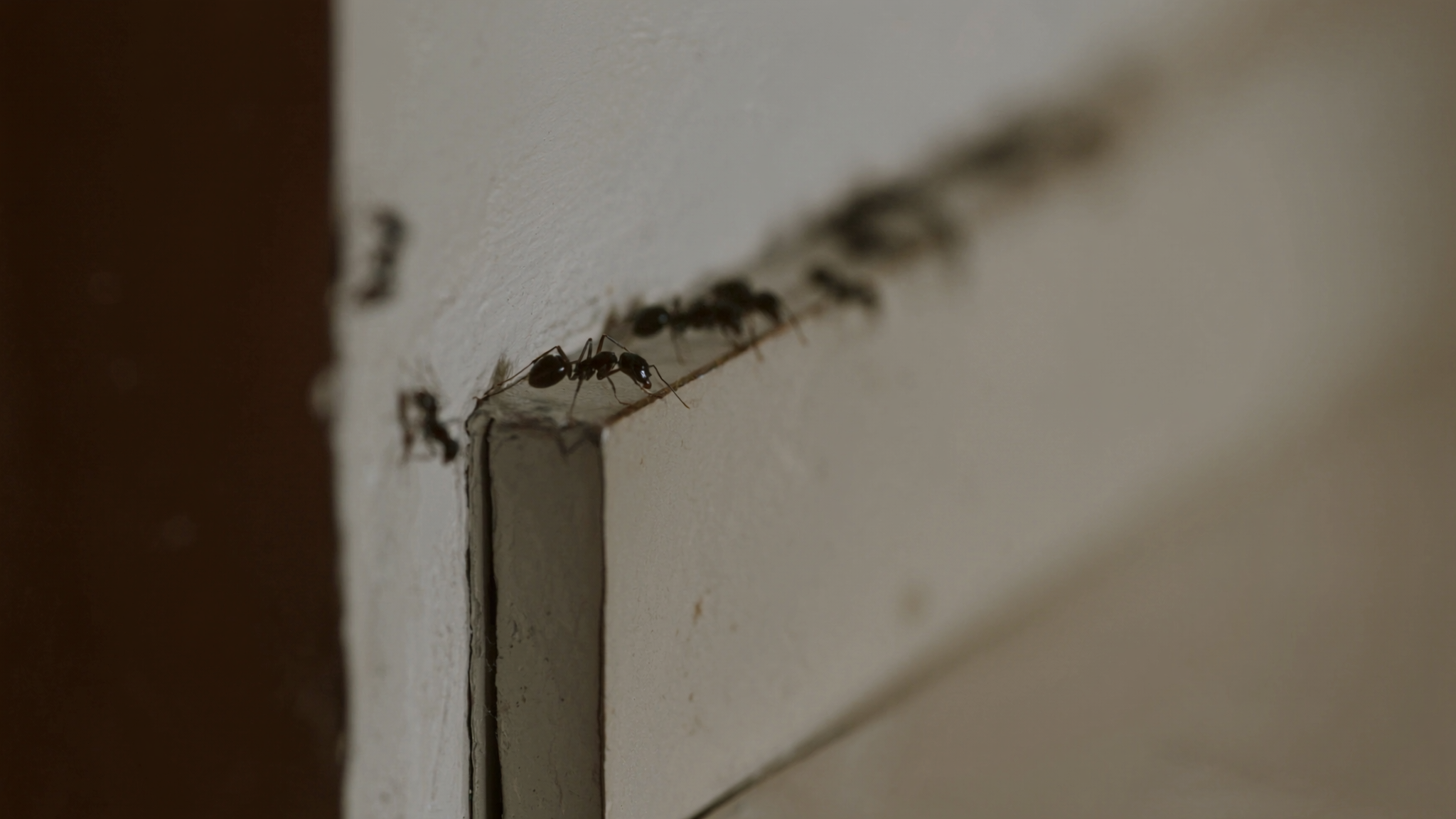 Best Ant Control Solutions for a Pest Free Home