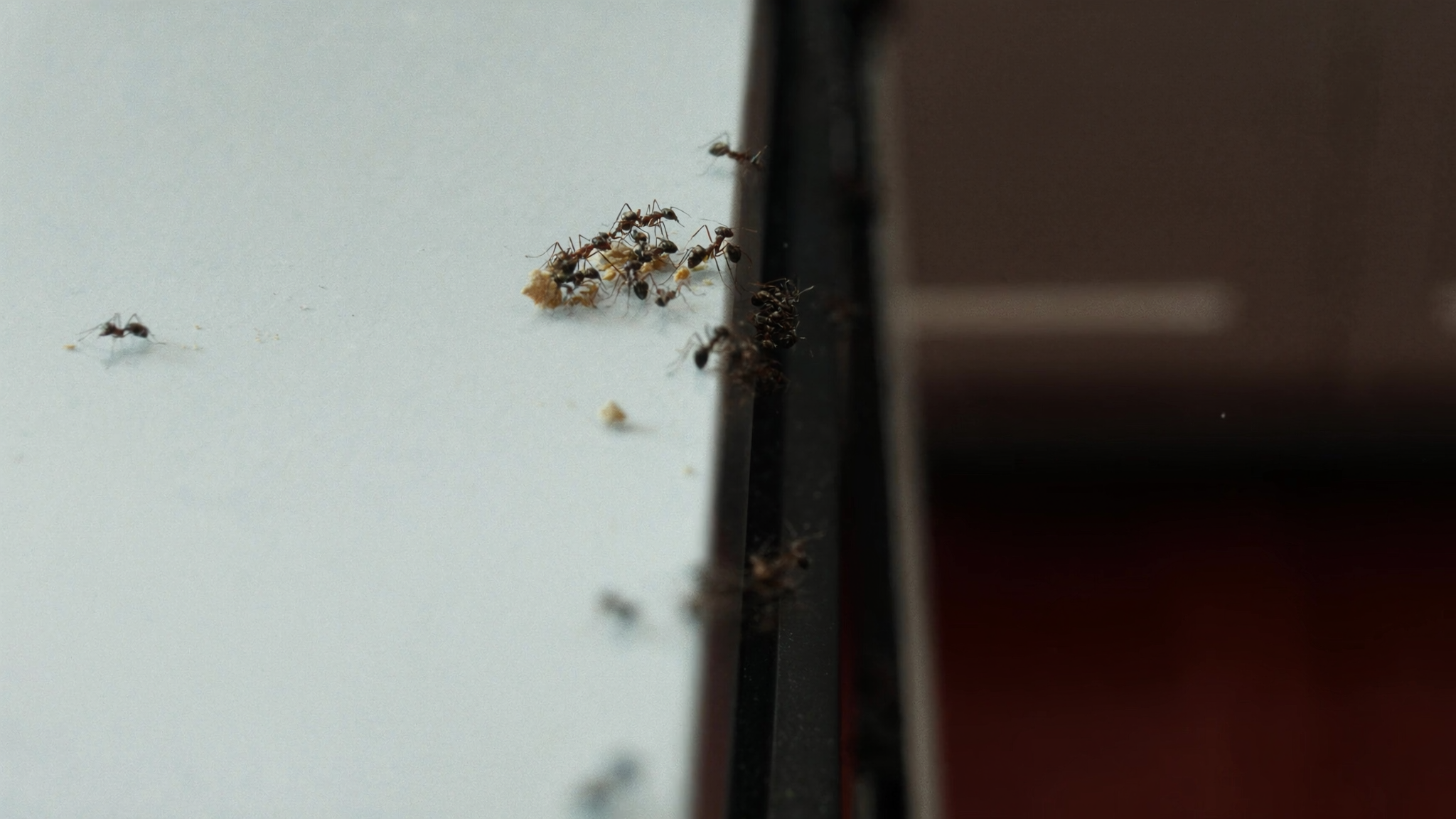 Effective Ant Treatment Tips Every Homeowner Should Know