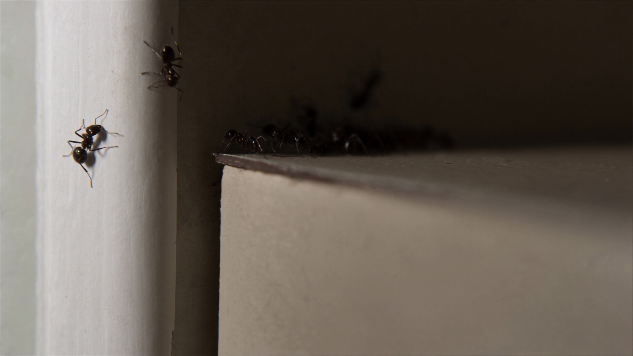 Why Ants Keep Coming Back and How to Stop Them for Good