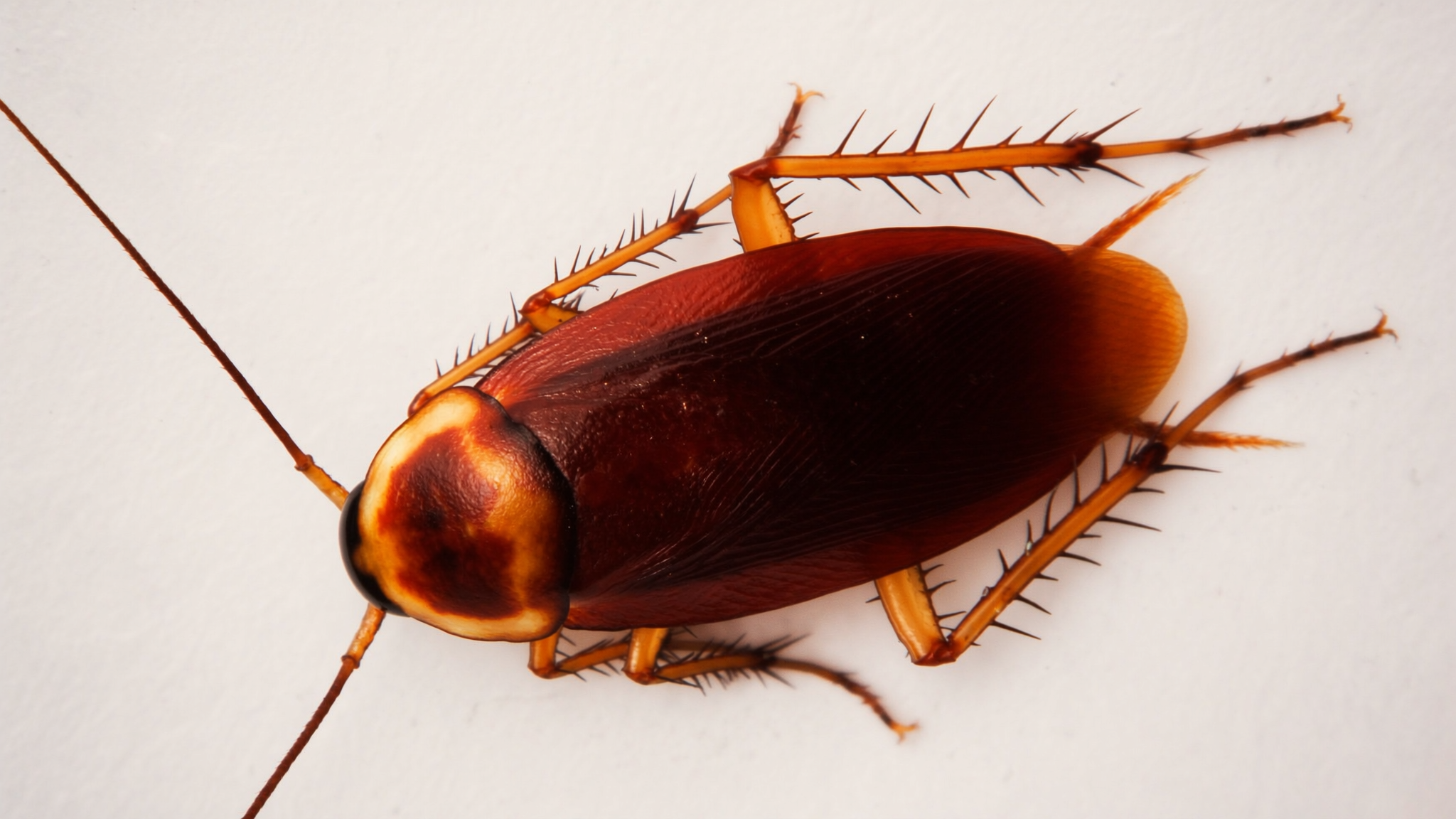 Effective Cockroach Treatment Methods That Actually Work