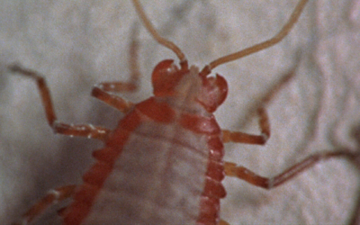 Are You Sure It’s Bed Bugs? 5 Signs That Might Surprise You