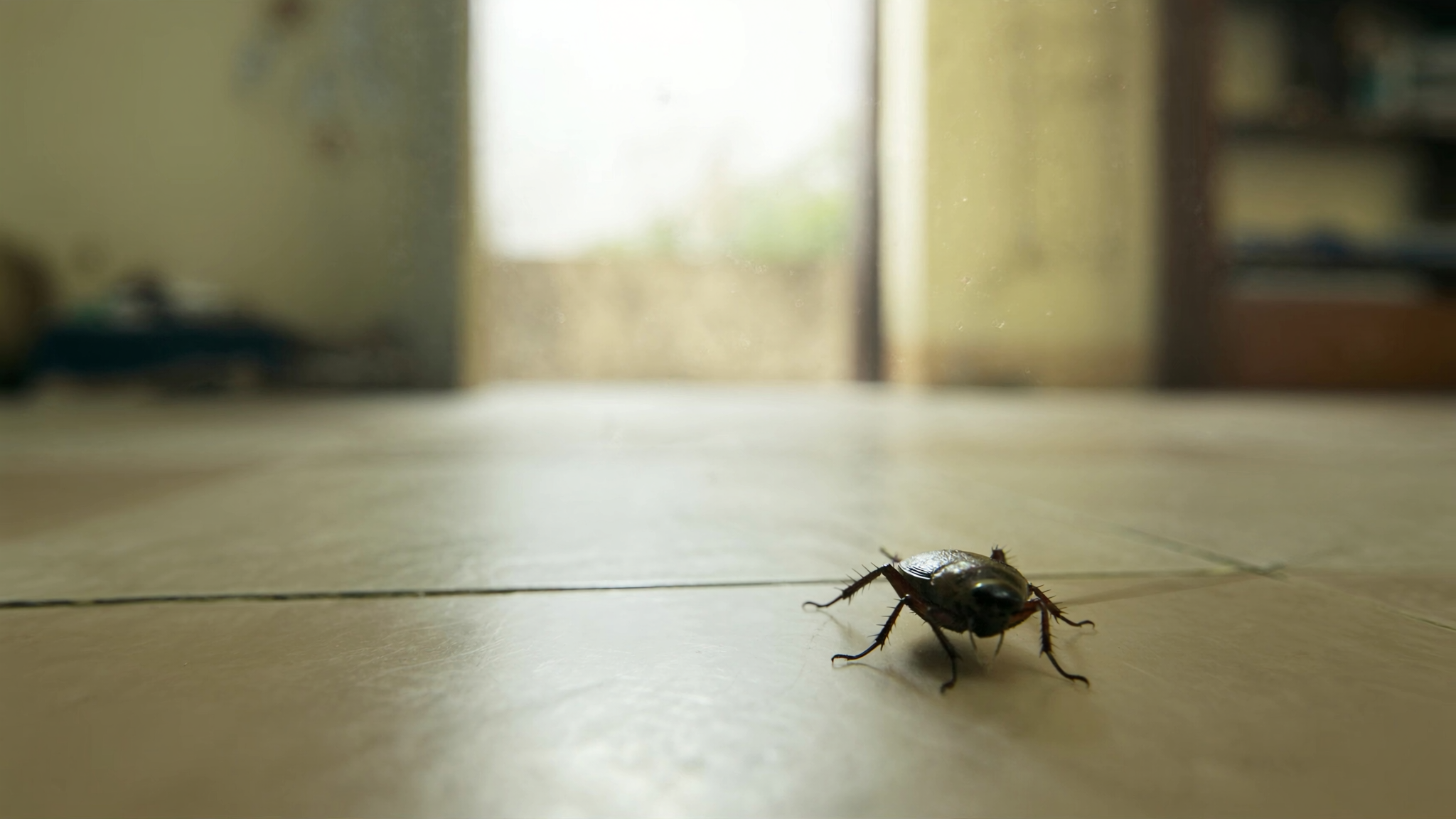 How to Get Rid of Cockroaches in Your Home Fast and Safely