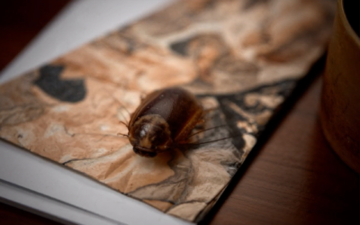 Cockroach at Home? Stop Them Now with This Guide!