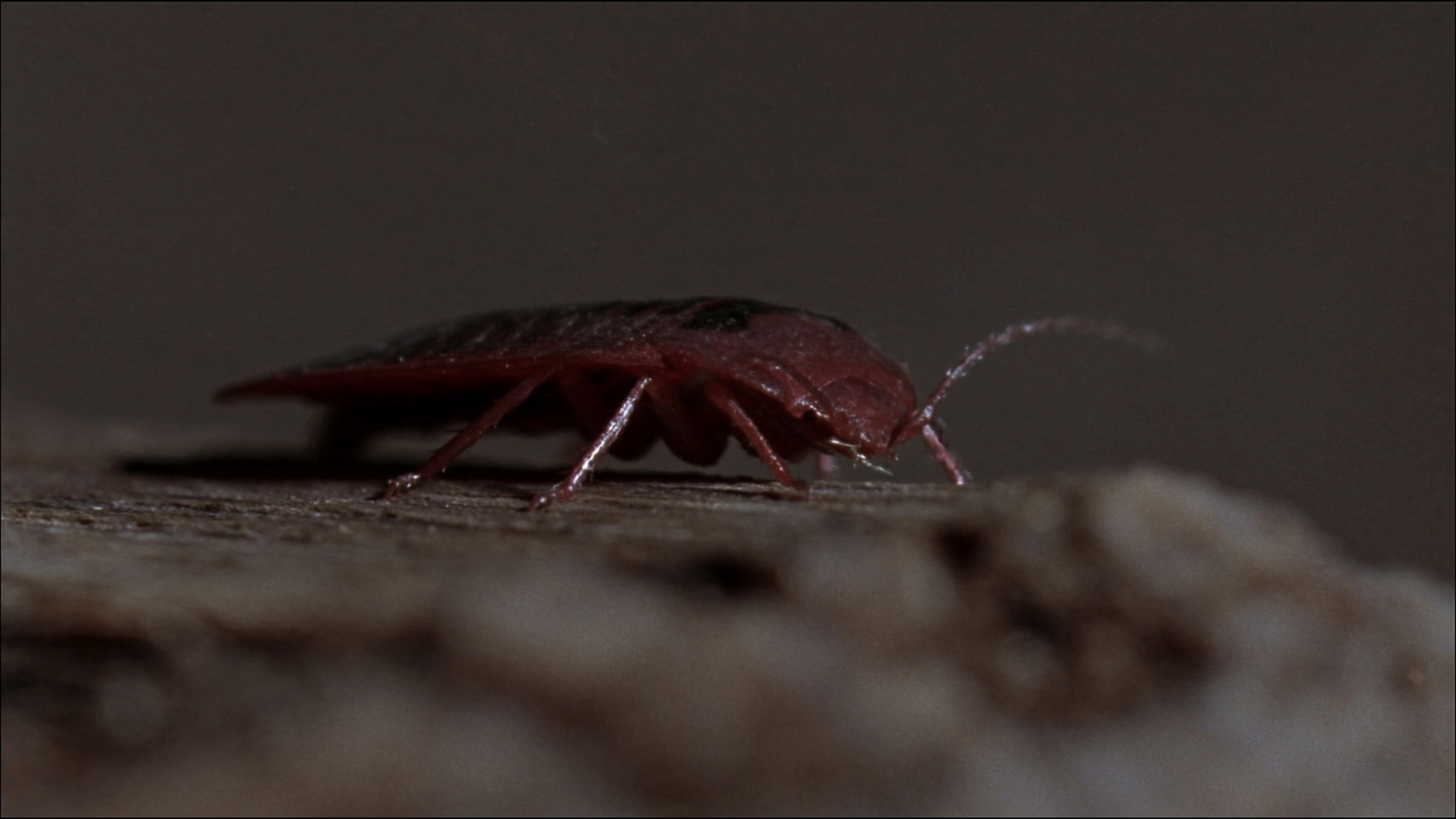 Signs of Bed Bugs in Your Home and How to Eliminate Them