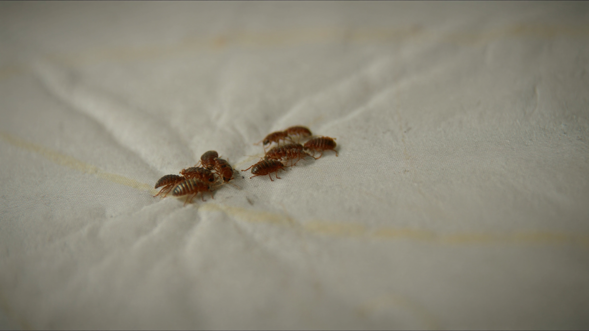 Why Bed Bugs Keep Coming Back and How to Stop Them