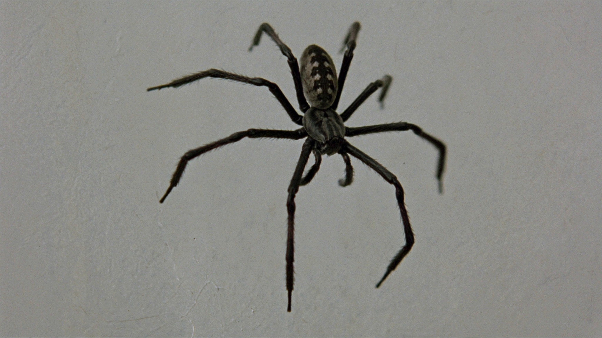 Best Spider Control Tips for a Pest Free and Clean Home