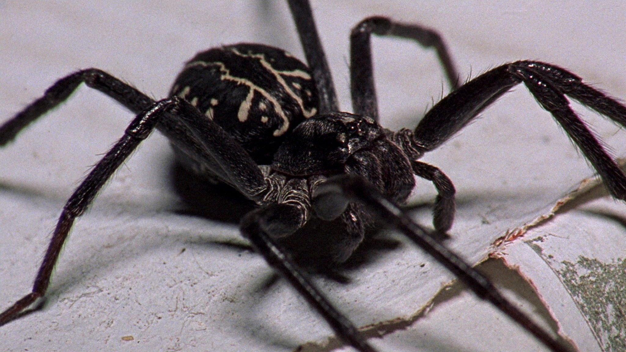 Effective Spider Removal Methods That Actually Work