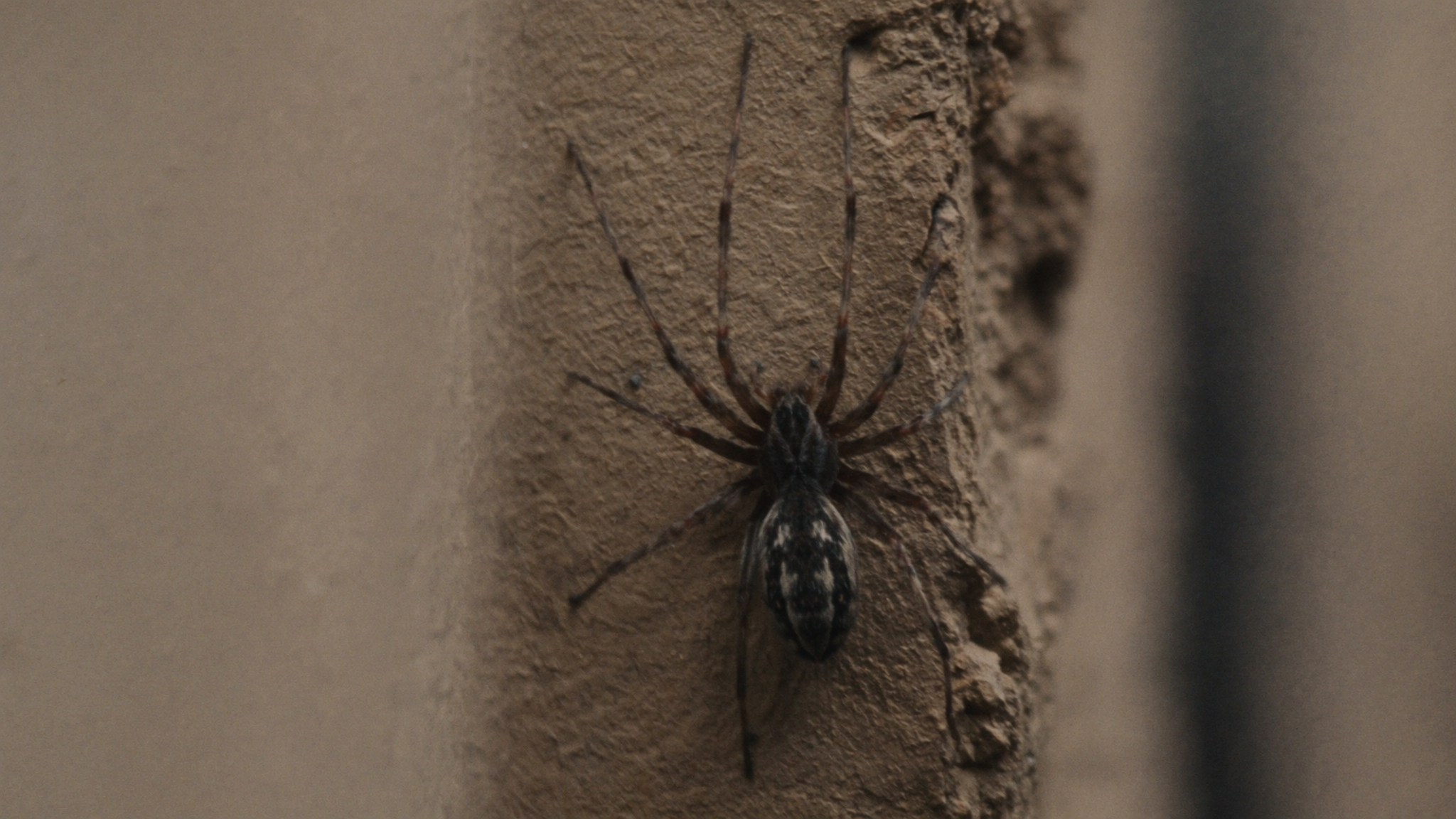 How to Get Rid of Spiders in Your Home Safely and Effectively
