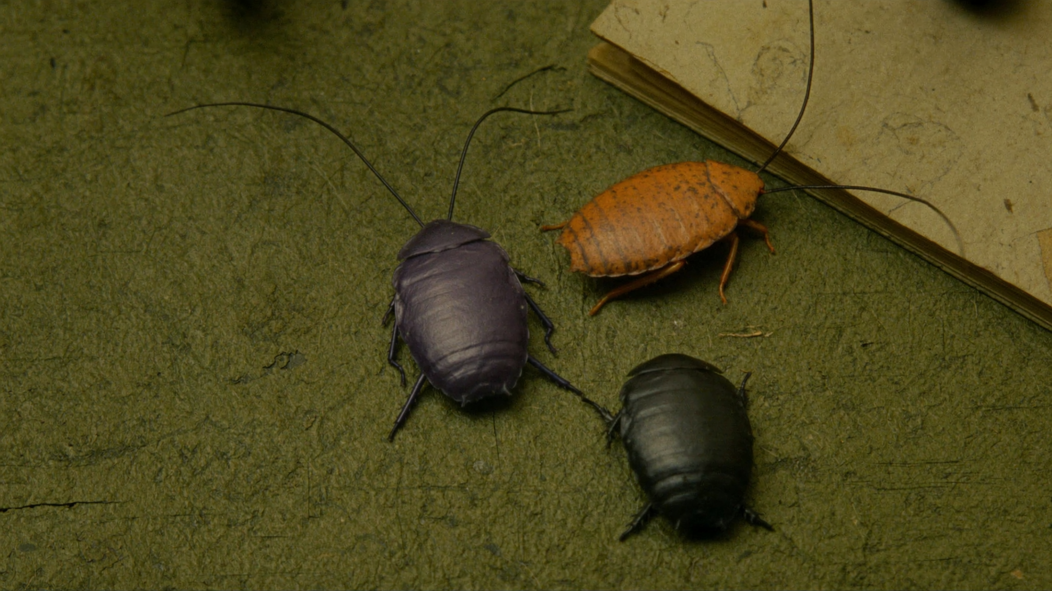 Best Cockroach Control Methods for a Clean and Pest Free Home