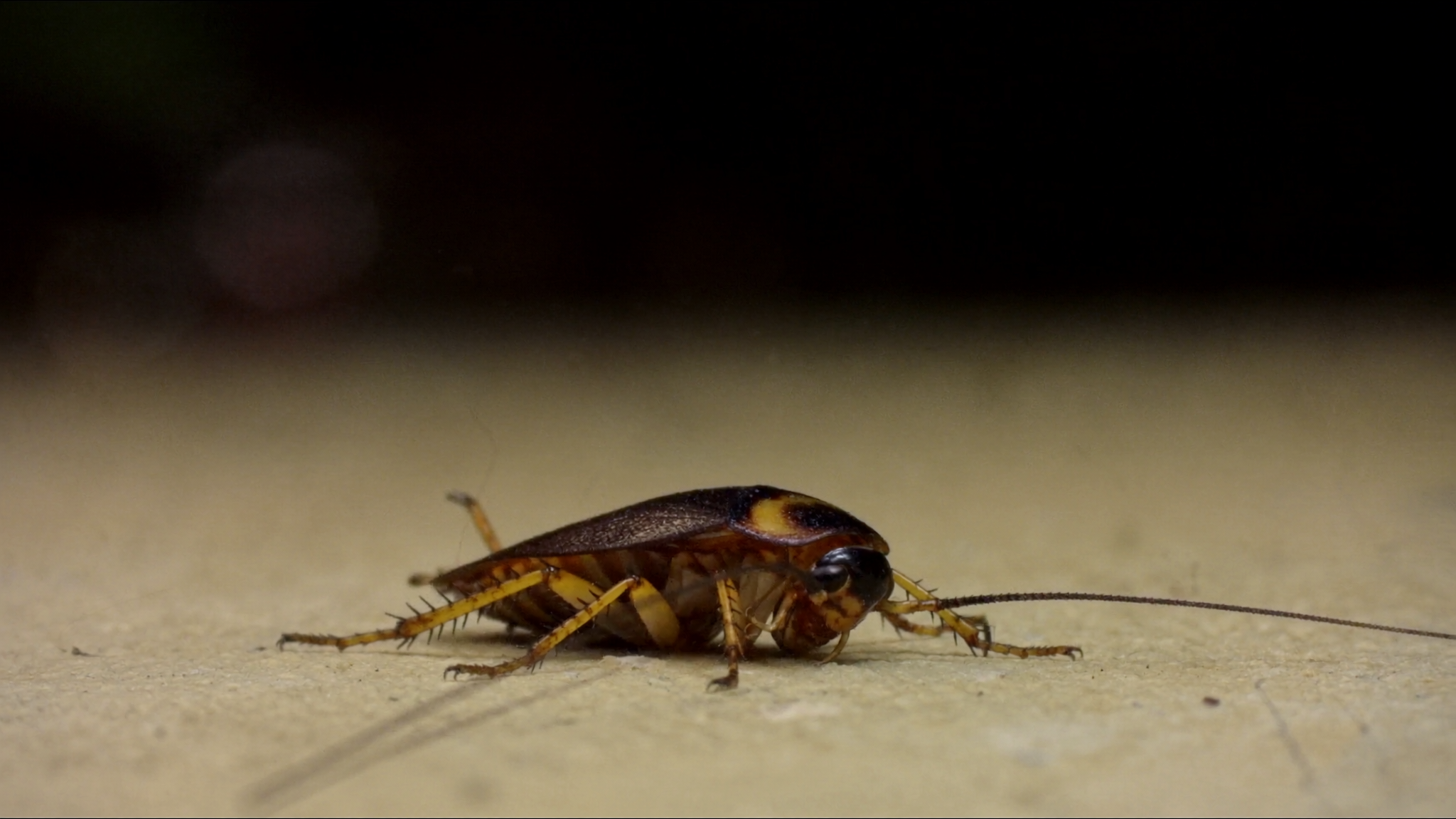 Effective Cockroach Treatment Tips Every Homeowner Should Know