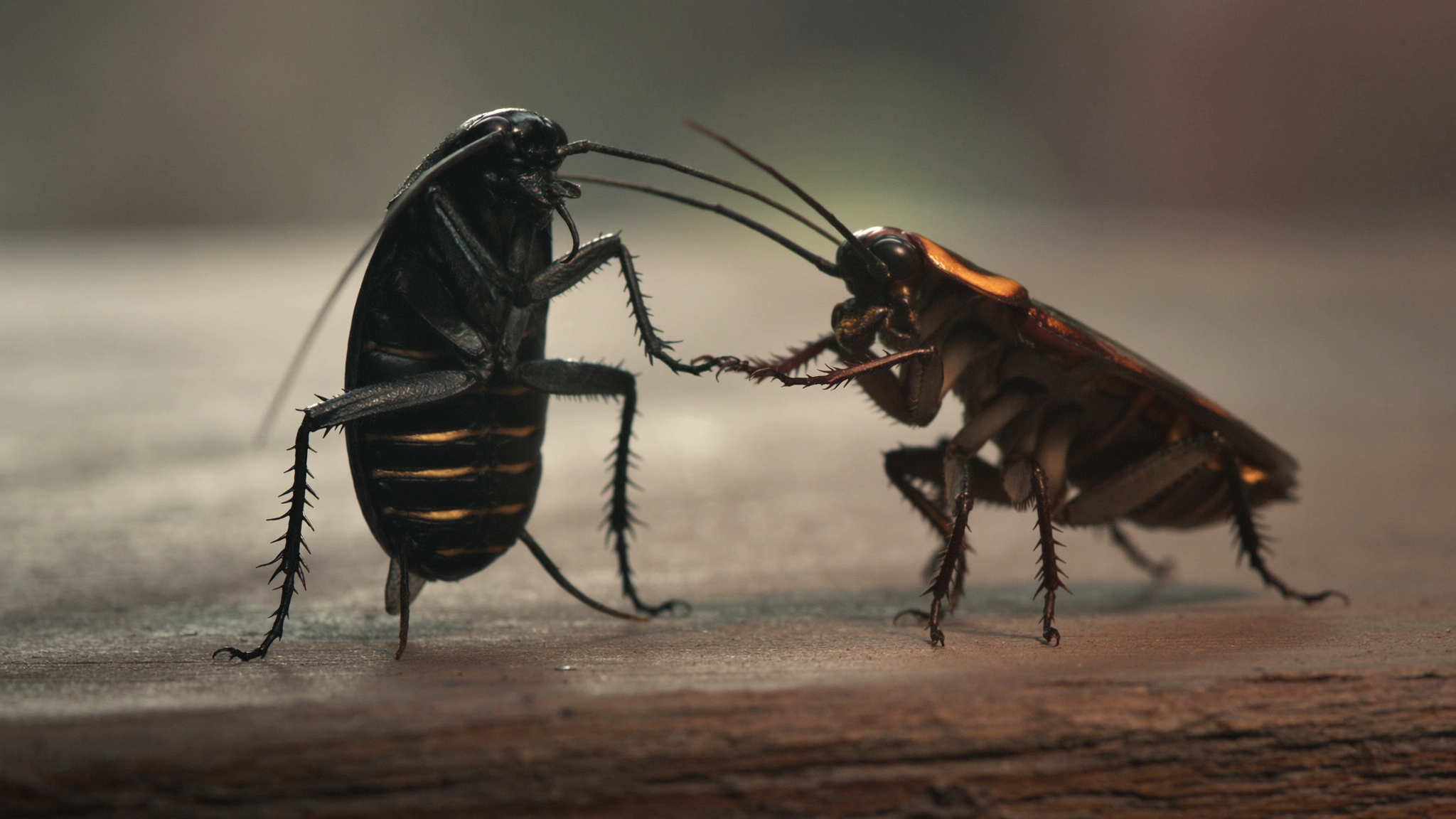 Signs of Cockroach Infestation and How to Eliminate Them Quickly