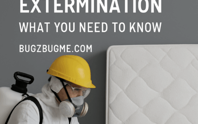 The Ultimate Guide to Professional Bed Bug Extermination: What You Need to Know