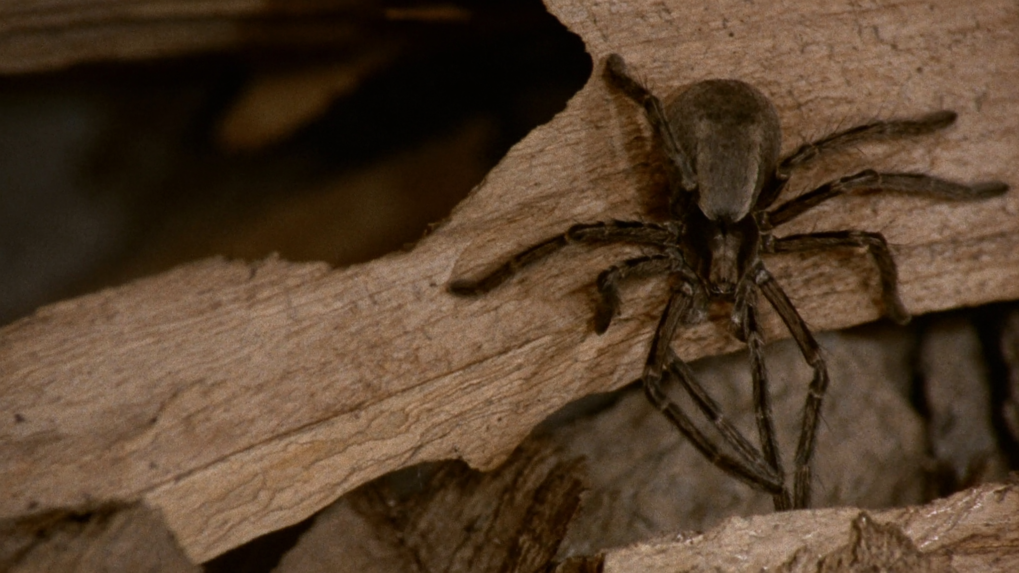 Are Wolf Spiders Dangerous and How to Remove Them from Your House