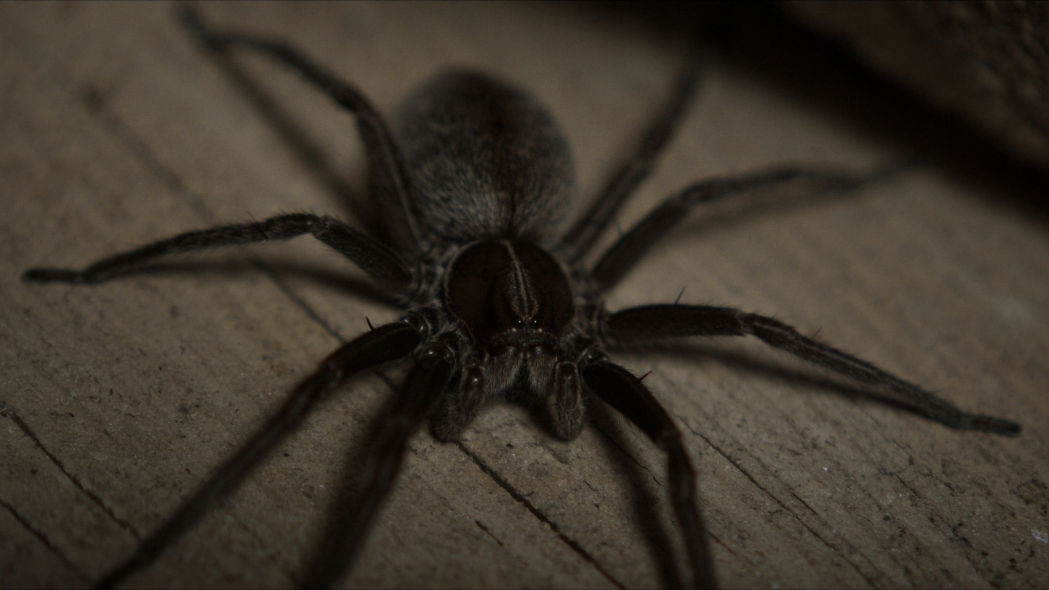 Best Wolf Spider Control Methods for a Pest Free Home