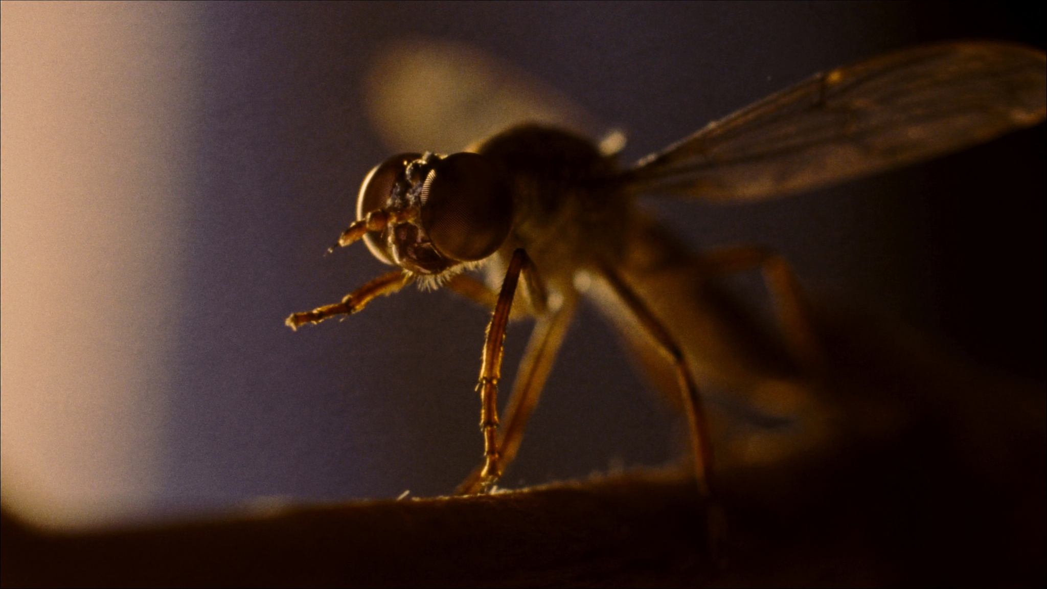 Differences Between Fruit Flies and Gnats and Effective Control Methods