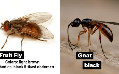 Fruit Flies vs Gnats: How to Identify and Eliminate These Pests