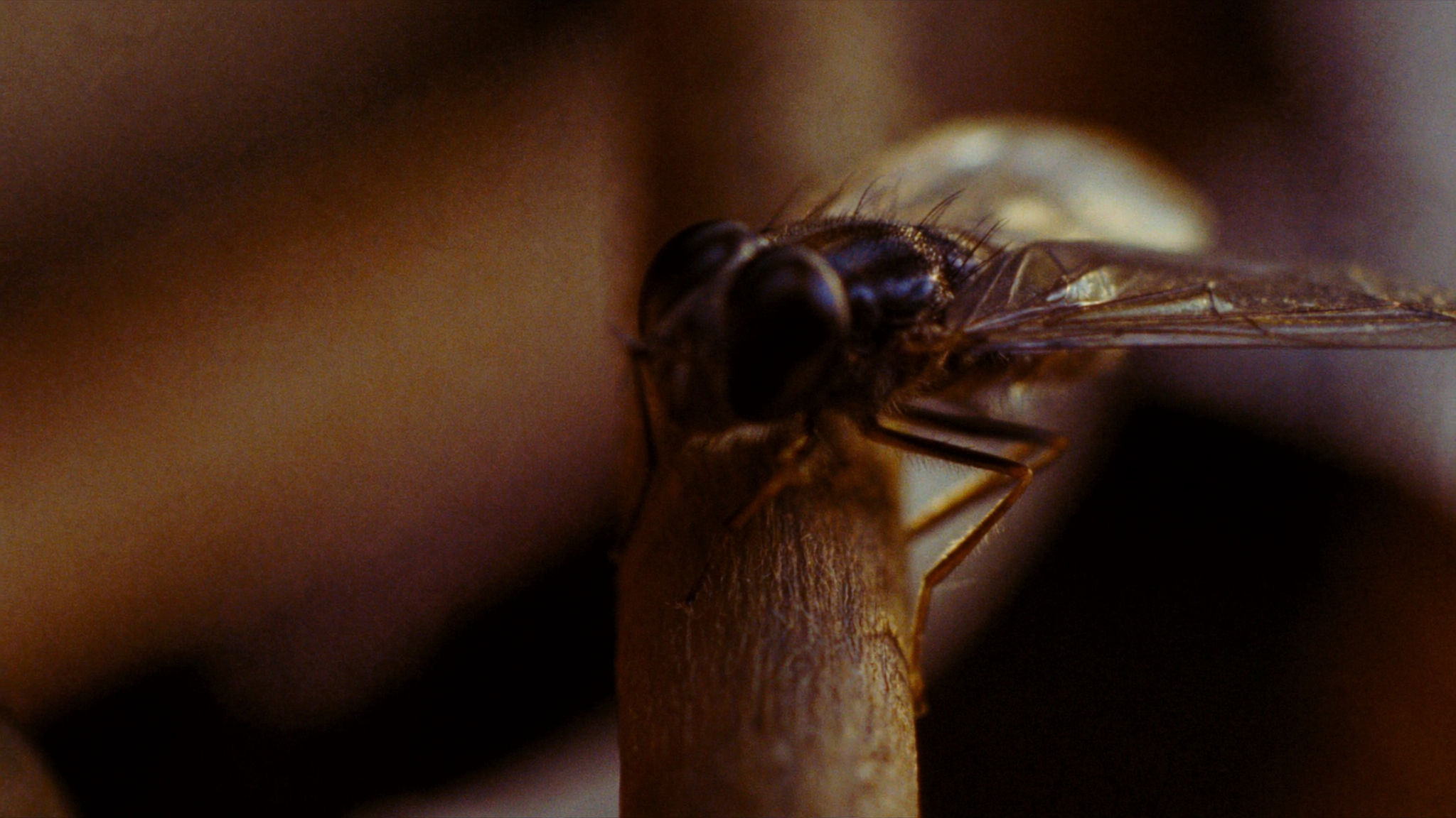 Fruit Flies vs Gnats Which Pest Is in Your Home and How to Stop It