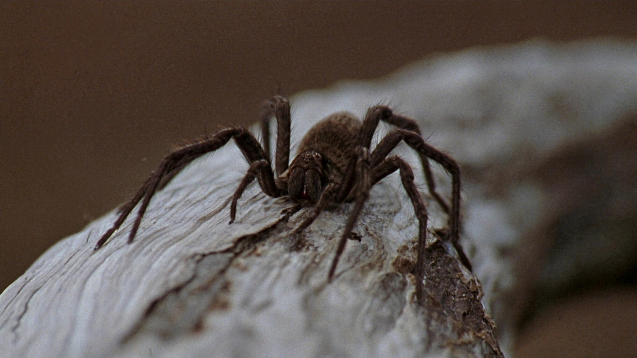 How to Get Rid of Wolf Spiders in Your Home Safely and Fast