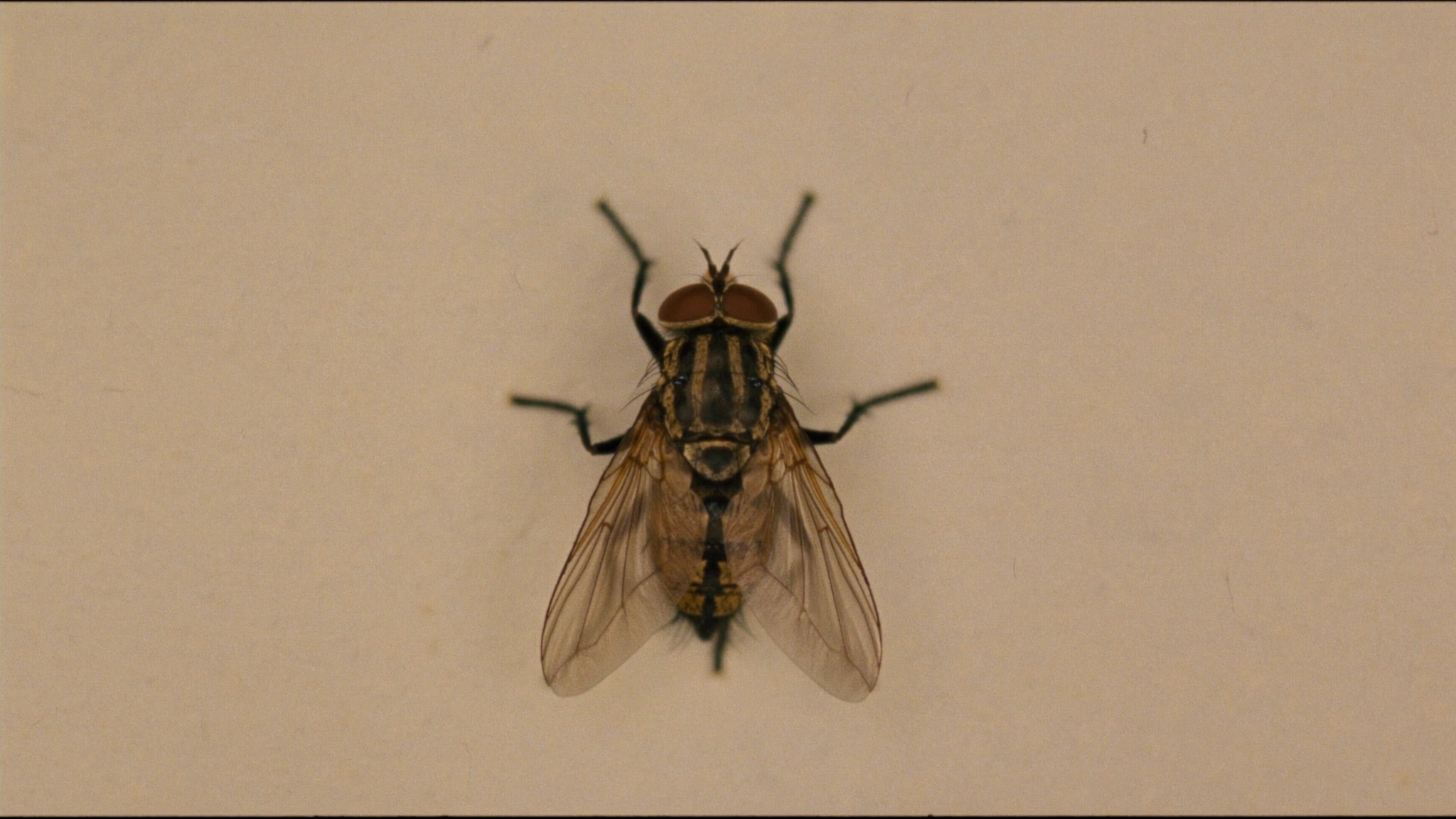 How to Identify Common Pests and Eliminate Them Quickly
