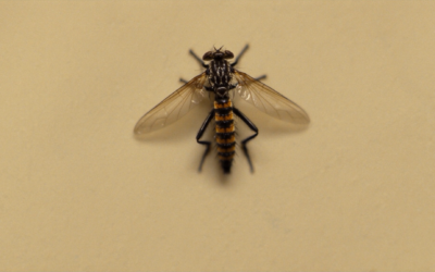 Mooresville’s Most Common Pests and How to Deal With Them