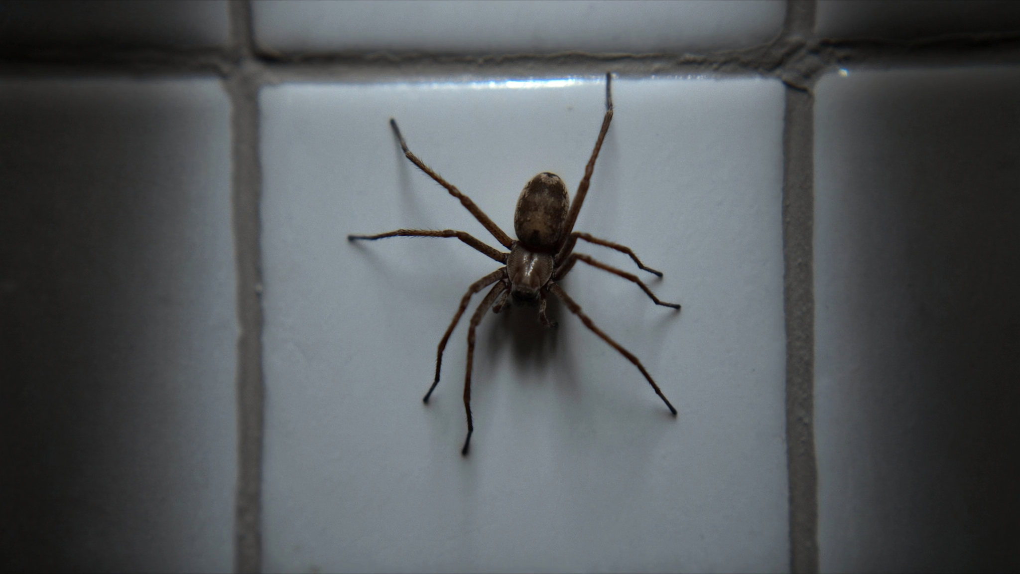 Are Brown Recluse Spiders Dangerous and How to Keep Them Away