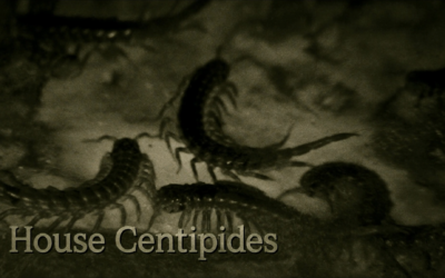 House Centipedes: Friend or Foe in Your Home?