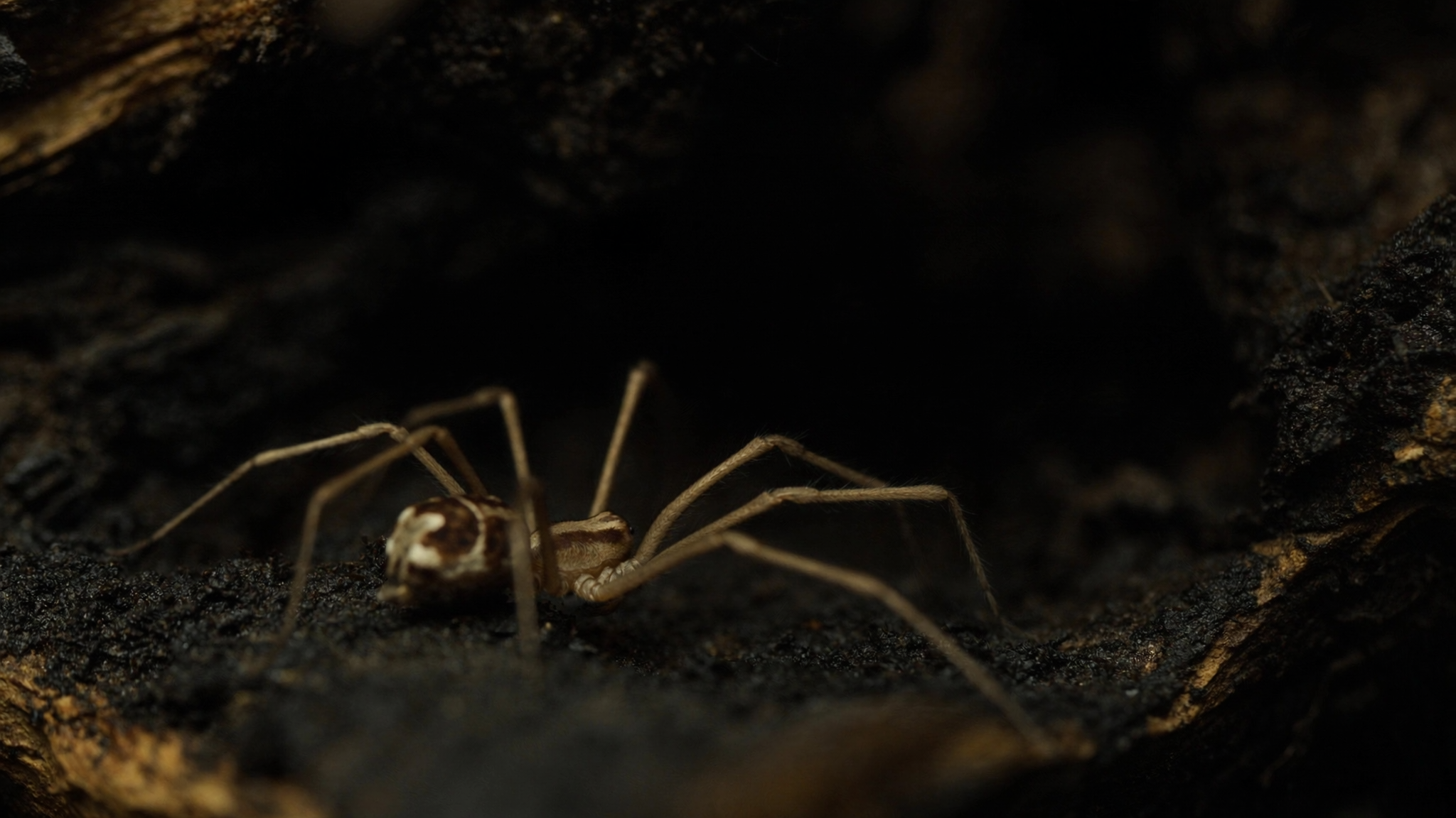 Best Brown Recluse Spider Control Tips for a Safe Home