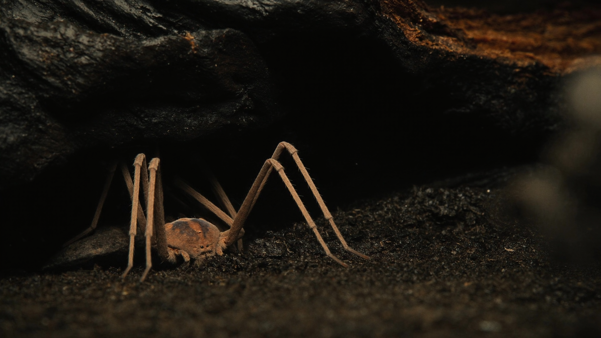 How to Identify Brown Recluse Spiders and Remove Them Safely