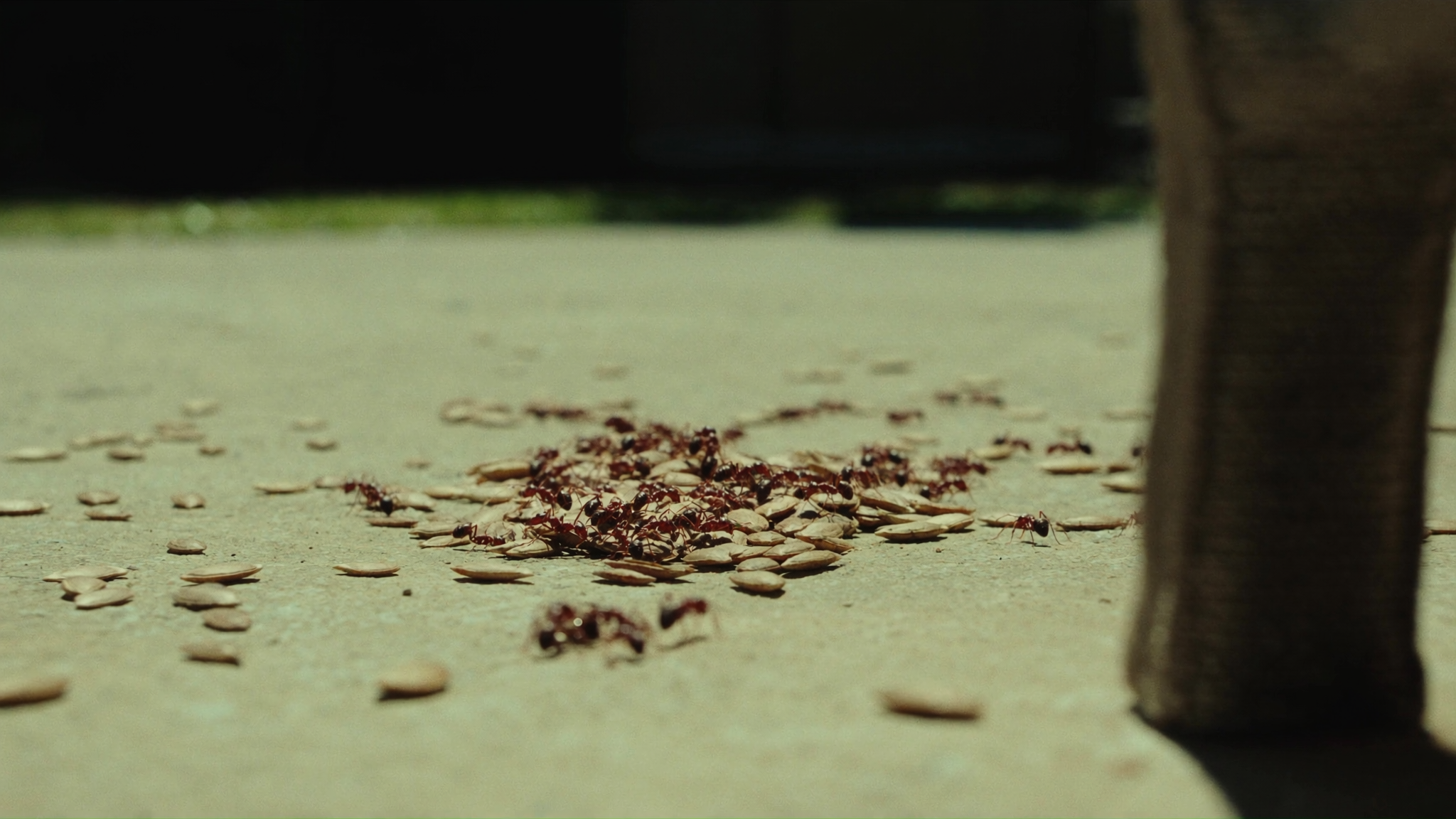 Signs of Ant Infestation and How to Eliminate It Quickly