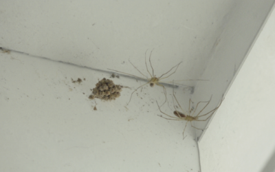 Brown Recluse Spiders in Indiana: Identification and Prevention Tips
