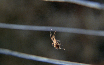 Guide to Indiana’s Largest Spiders: Identification and Control