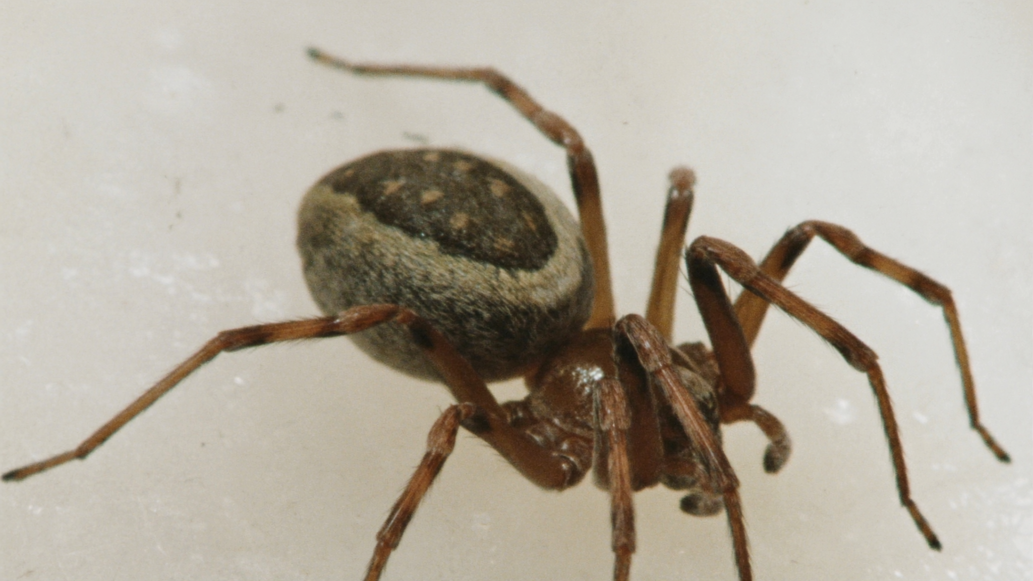Simple Ways to Prevent Spiders from Entering Your Home