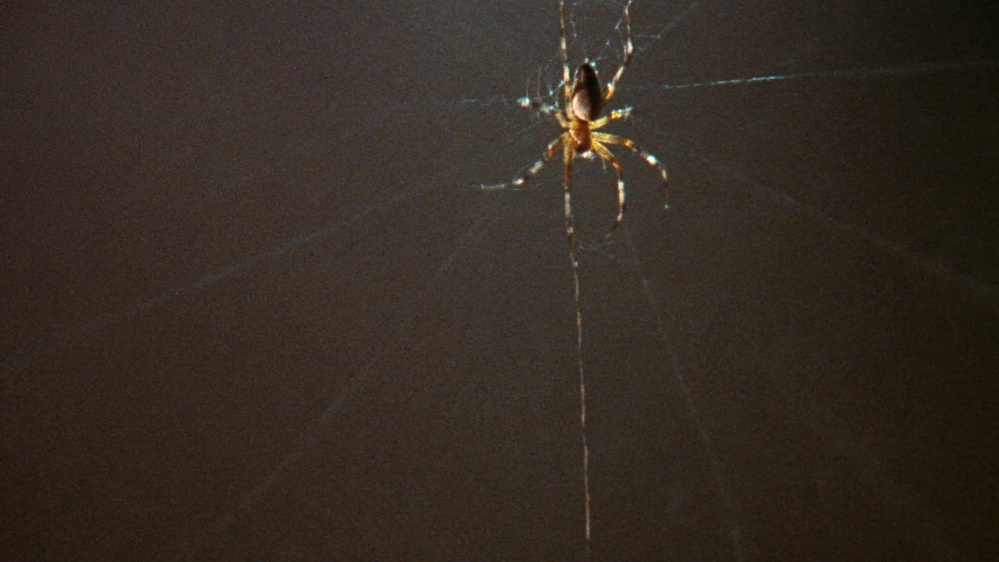 What Attracts Spiders to Your House and How to Avoid It