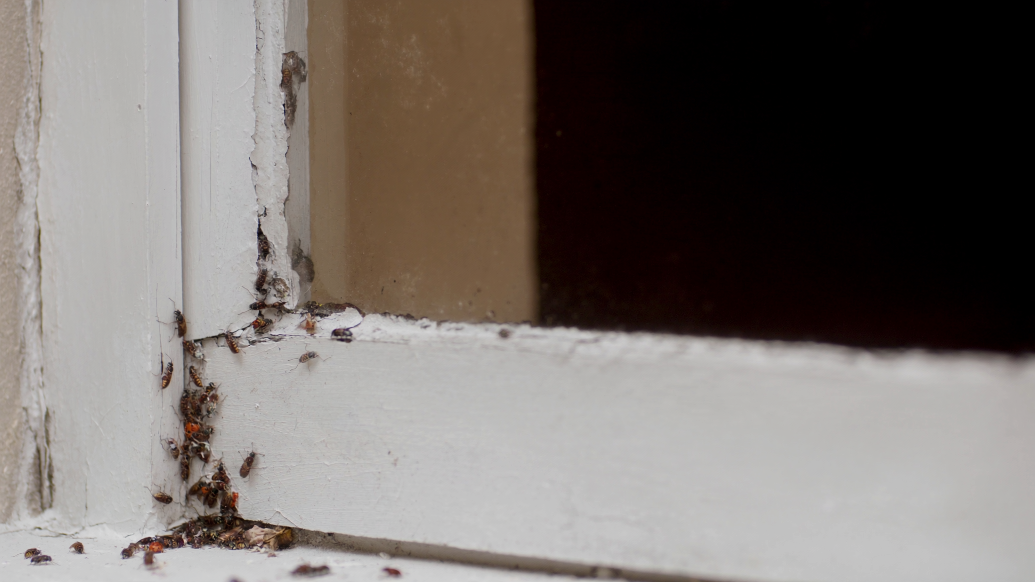 Safe and Eco Friendly Pest Control Solutions for Your Home