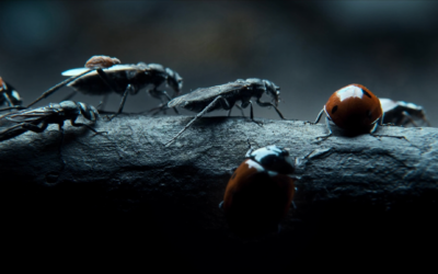 House Bug Identification Guide: Know What Pests You’re Dealing With