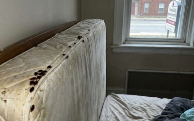 Choosing the Right Bed Bug Pest Control Company