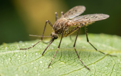 Effective Mosquito Control Solutions for Indianapolis Homes and Yards