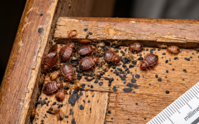 Effective Bed Bug Control Solutions Near You: A Complete Guide