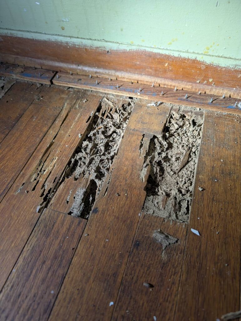Termite Damaged wooden floor with visible decay