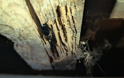 Termite Warning Signs: Indianapolis Homeowner’s Guide