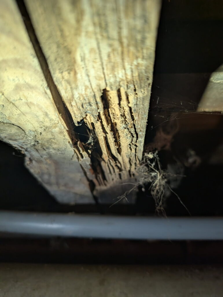 Termite Damaged wooden beam with spider webs