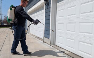 Ant Control in Greenwood, IN | Safe & Eco-Friendly Protection