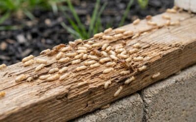 The Homeowner’s Guide to Termite Protection in Greenwood & Southport, IN