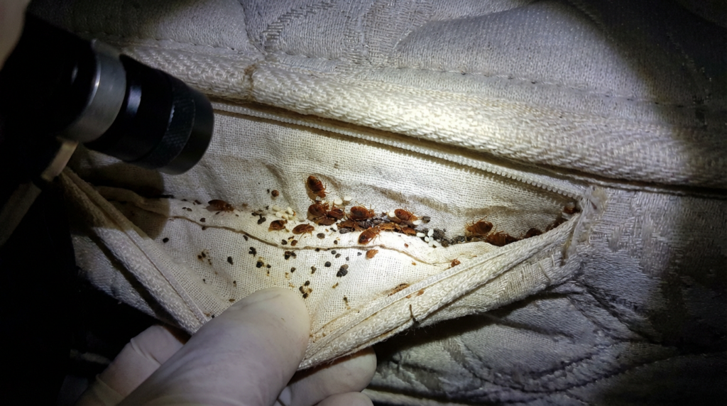Bed bugs in mattress crevice