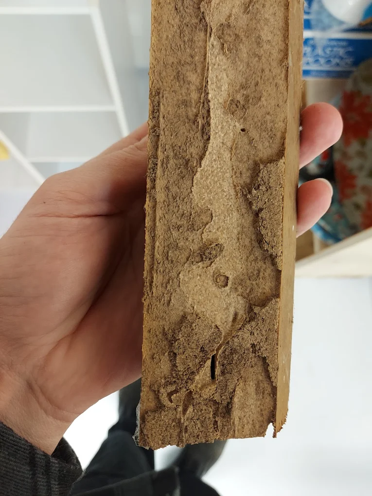 7 Warning Signs of a Termite Infestation You Cannot Ignore