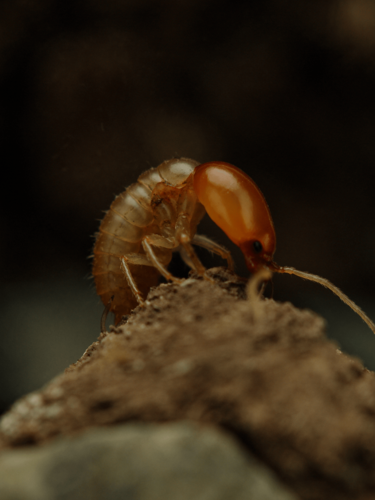 Affordable Termite Control Services for Long Term Results
