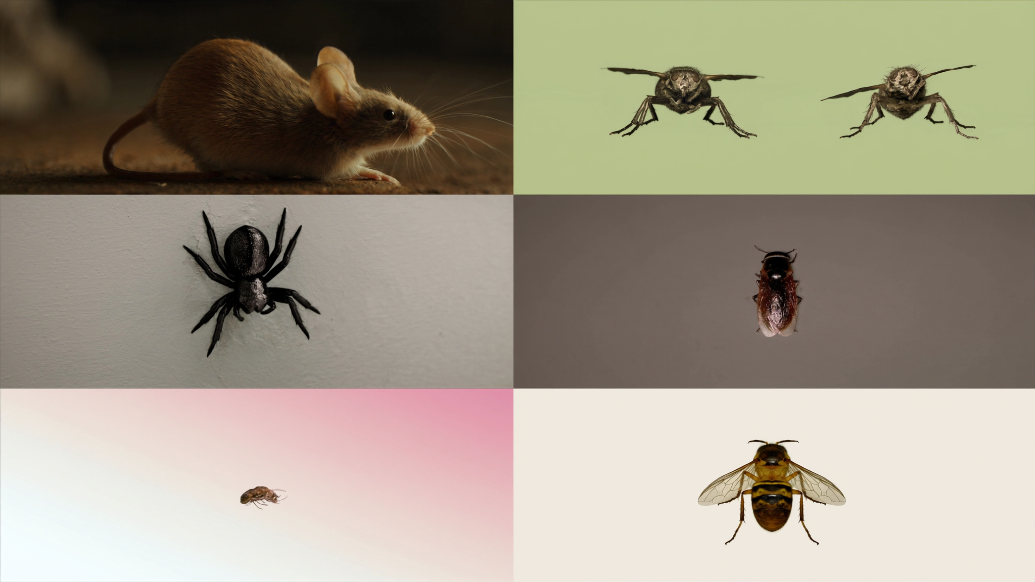 How to Get Rid of Pests in Indianapolis Homes Safely and Fast