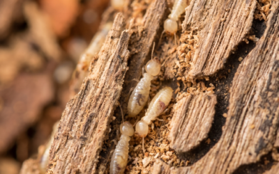 Termite Bait Stations vs Liquid Barrier Treatment: Central Indiana Homeowner Guide