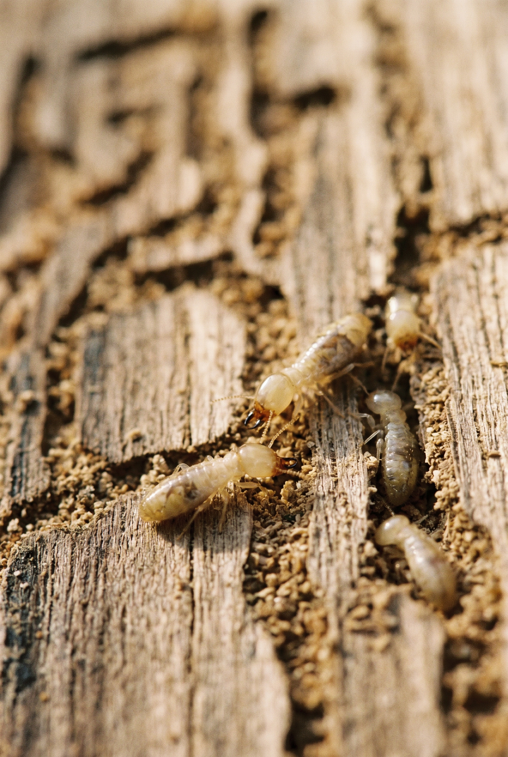 The Hidden Dangers of Untreated Termite Infestations