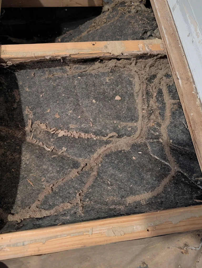 The True Cost of Termite Damage in 2026